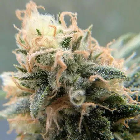 Critical Kush & Mimosa Evo by Barney's