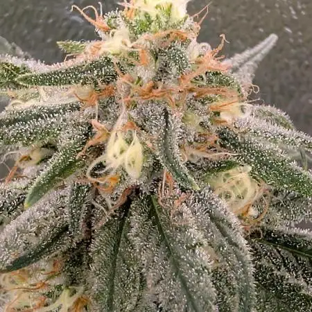 Critical Kush & Mimosa Evo by Barney's