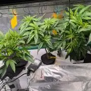 First DWC grow (third try)