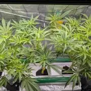 First DWC grow (third try)