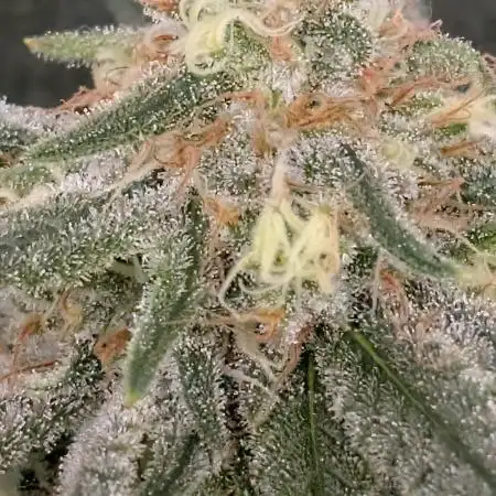 Critical Kush & Mimosa Evo by Barney's