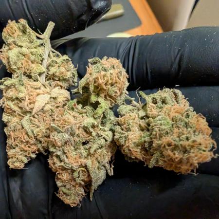 Critical Kush & Mimosa Evo by Barney's
