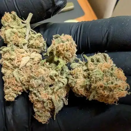 Critical Kush & Mimosa Evo by Barney's