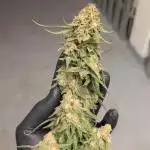 Critical Kush & Mimosa Evo by Barney's