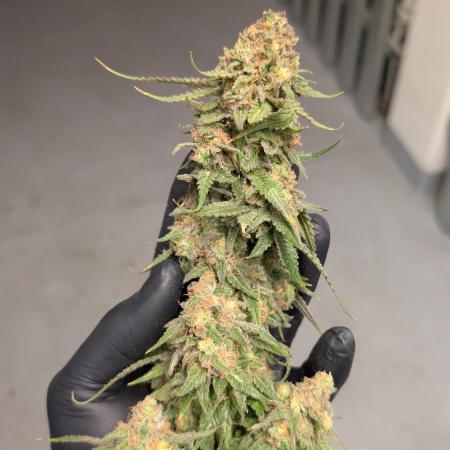 Critical Kush & Mimosa Evo by Barney's