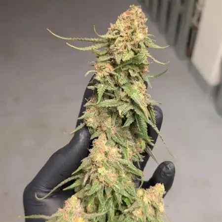 Critical Kush & Mimosa Evo by Barney's