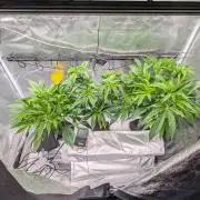 First DWC grow (third try)