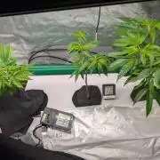 First DWC grow (third try)