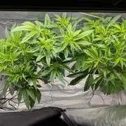 First DWC grow (third try)