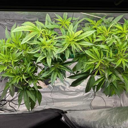 First DWC grow (third try)