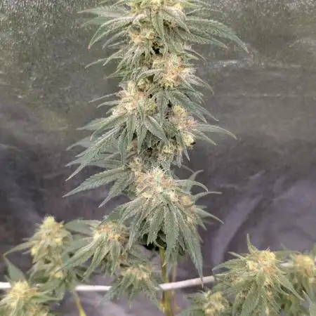 Critical Kush & Mimosa Evo by Barney's