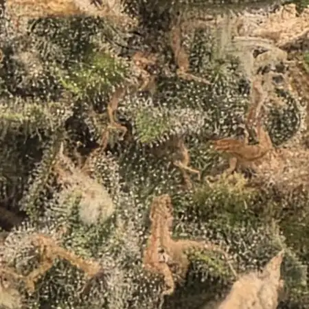 Godzilla Cookies Auto