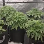 Godzilla Cookies Auto