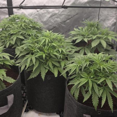 Godzilla Cookies Auto