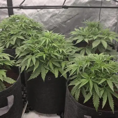 Godzilla Cookies Auto