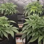 Godzilla Cookies Auto