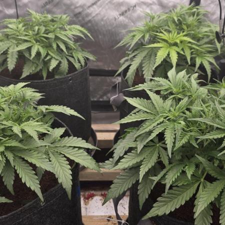 Gorilla Cookies Auto