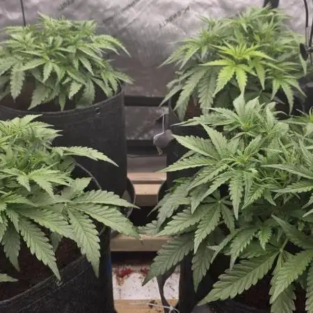 Gorilla Cookies Auto