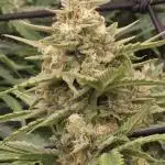 Godzilla Cookies Auto