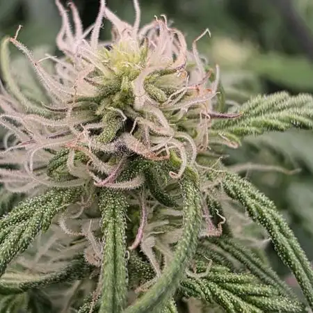 Godzilla Cookies Auto