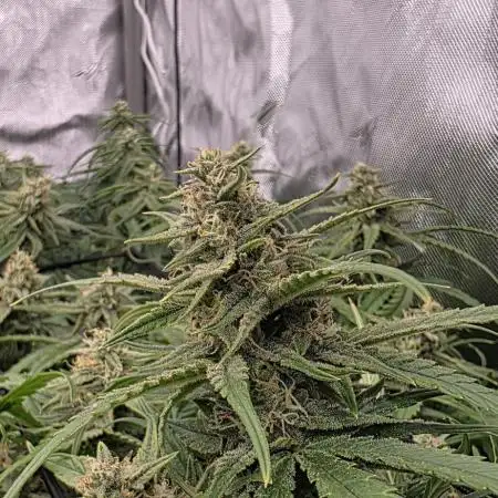 Godzilla Cookies Auto
