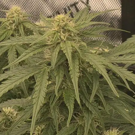 Godzilla Cookies Auto