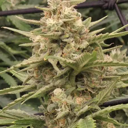 Godzilla Cookies Auto