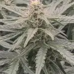 Godzilla Cookies Auto