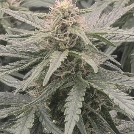 Godzilla Cookies Auto