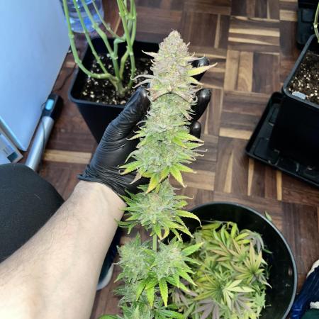 Lemon tree - Barney’s