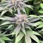 Mimosa Evo - Barney’s