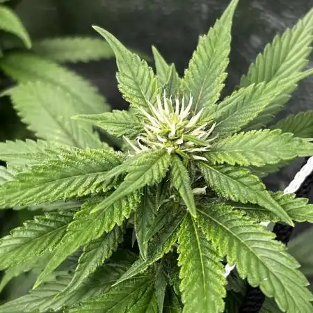 Tangie Dna Genetics