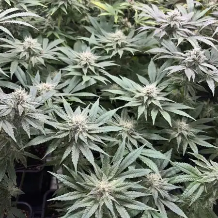 Mimosa Evo - Barney’s