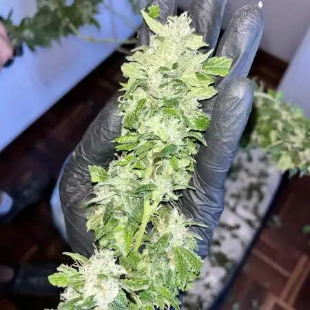 Tangie Dna Genetics