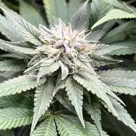 Mimosa Evo - Barney’s