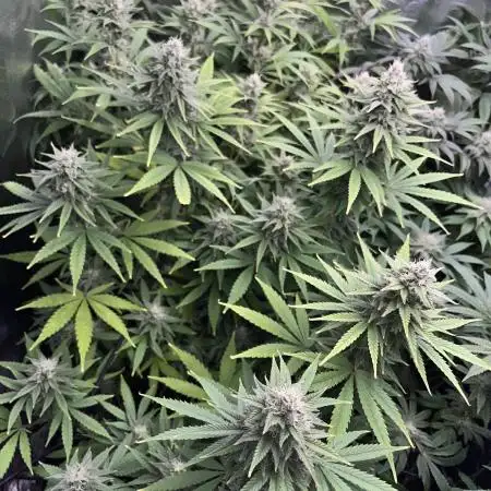 Lemon tree - Barney’s
