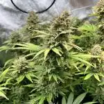 Lemon tree - Barney’s