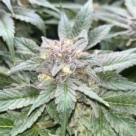 Mimosa Evo - Barney’s