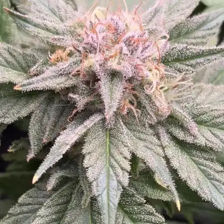 Mimosa Evo - Barney’s