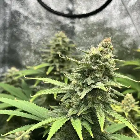 Lemon tree - Barney’s