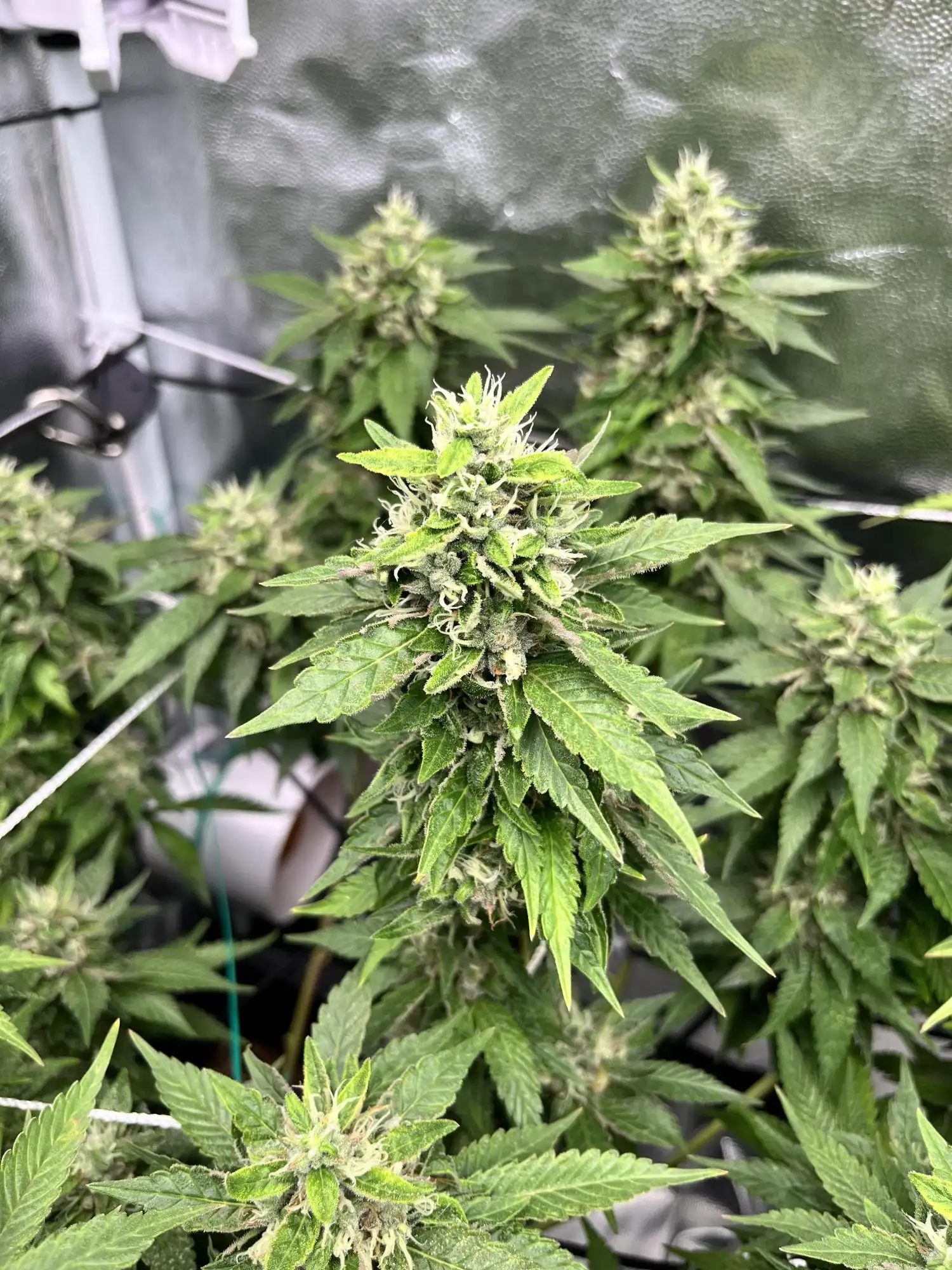 Tangie Seeds by DNA Genetics - GrowDiaries