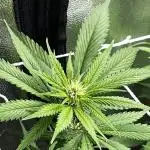 Tangie Dna Genetics