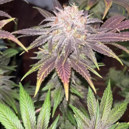 Mimosa Evo - Barney’s