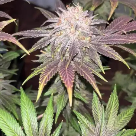 Mimosa Evo - Barney’s