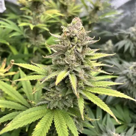 Lemon tree - Barney’s