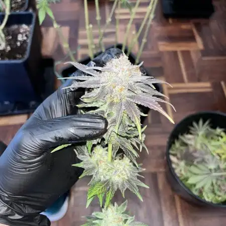 Mimosa Evo - Barney’s