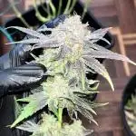 Mimosa Evo - Barney’s