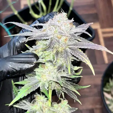 Mimosa Evo - Barney’s