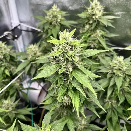 Tangie Dna Genetics