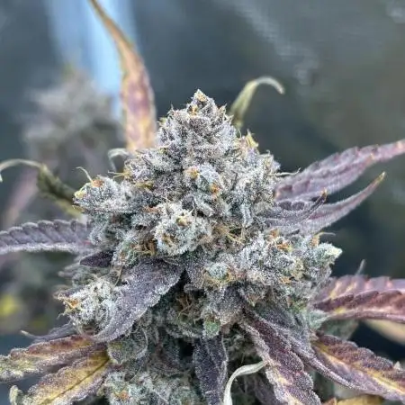 Slimer - Crossbone Genetics